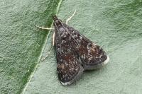 Heliothela wulfeniana