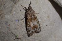 Eudonia lacustrata