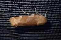 Noctua fimbriata