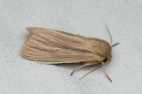Mythimna impura