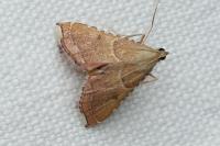Endotricha flammealis