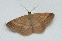 Scopula rubiginata