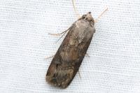 Agrotis ipsilon