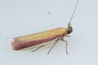 Oncocera semirubella