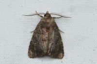 Rusina ferruginea