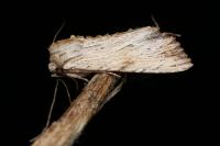 Apamea lithoxylaea