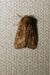 Lacanobia splendens