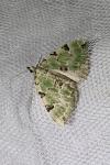 Colostygia pectinataria