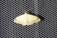 Idaea biselata
