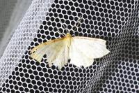 Idaea