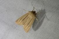 Mythimna pallens