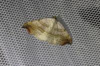 Laspeyria flexula