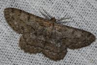 Peribatodes rhomboidaria rhomboidaria
