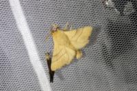 Malacosoma neustria