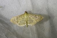 Patania ruralis