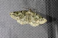 Cleorodes lichenaria