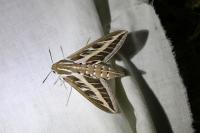 Hyles livornica