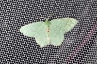 Hemithea aestivaria