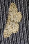 Hypomecis punctinalis