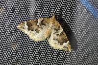 Eulithis prunata