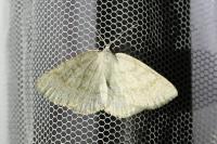 Cabera exanthemata
