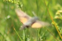 Macroglossum stellatarum