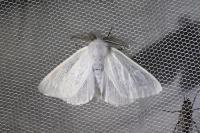 Leucoma salicis