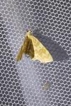Hydrelia flammeolaria