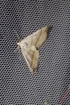 Scotopteryx luridata/mucronata