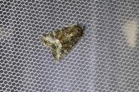 Oligia strigilis/versicolor