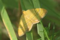 Camptogramma bilineata