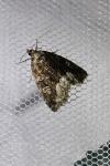 Deltote pygarga