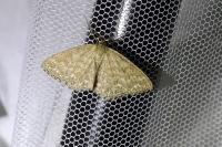 Scopula immorata