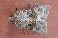 Hecatera dysodea