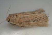 Coenobia rufa