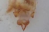 Coenobia rufa
