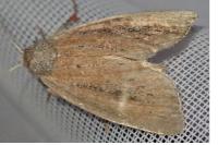 Coenobia rufa