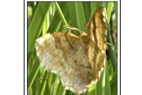 Cepphis advenaria