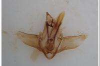 Chilo phragmitellus
