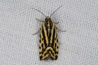 Emmelia trabealis