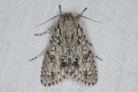 Acronicta aceris