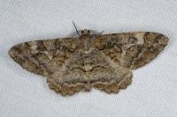 Alcis repandata