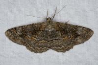 Alcis repandata
