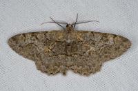 Alcis repandata