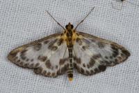 Anania hortulata