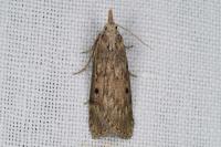 Aphomia sociella