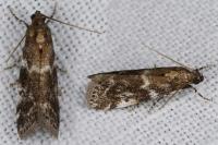 Assara terebrella
