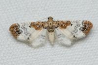 Eupithecia breviculata