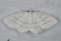 Cabera pusaria