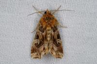Callopistria juventina